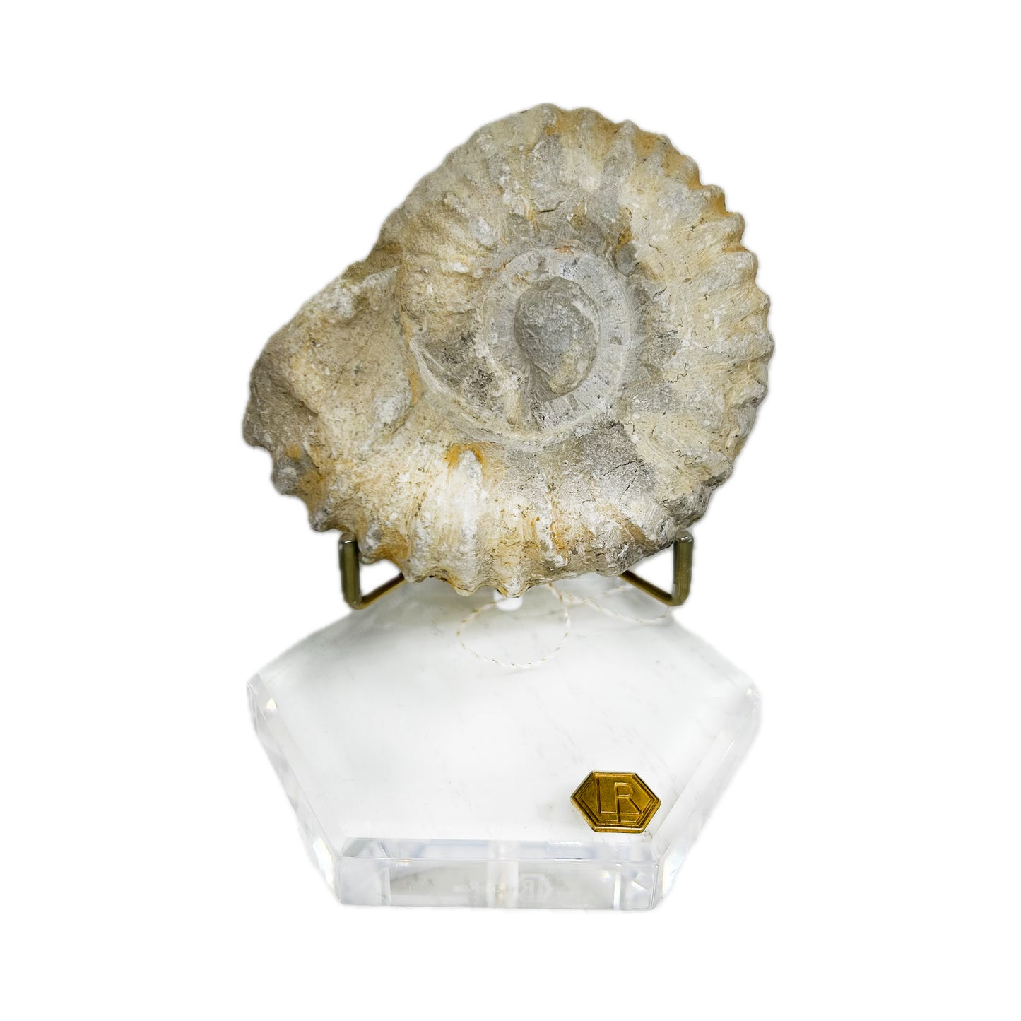 LuxeRox 60 Million Year Old Ammonite Fossil