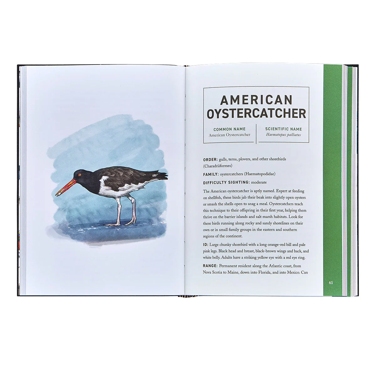 Graphic Image - Birds: An Illustrated Field Guide