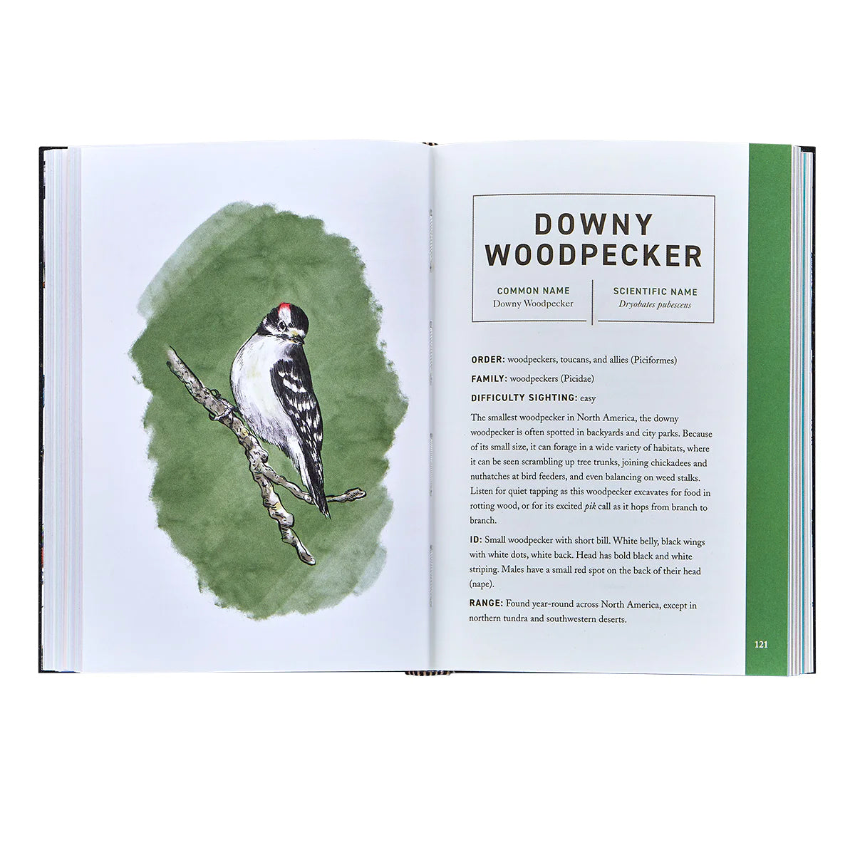 Graphic Image - Birds: An Illustrated Field Guide