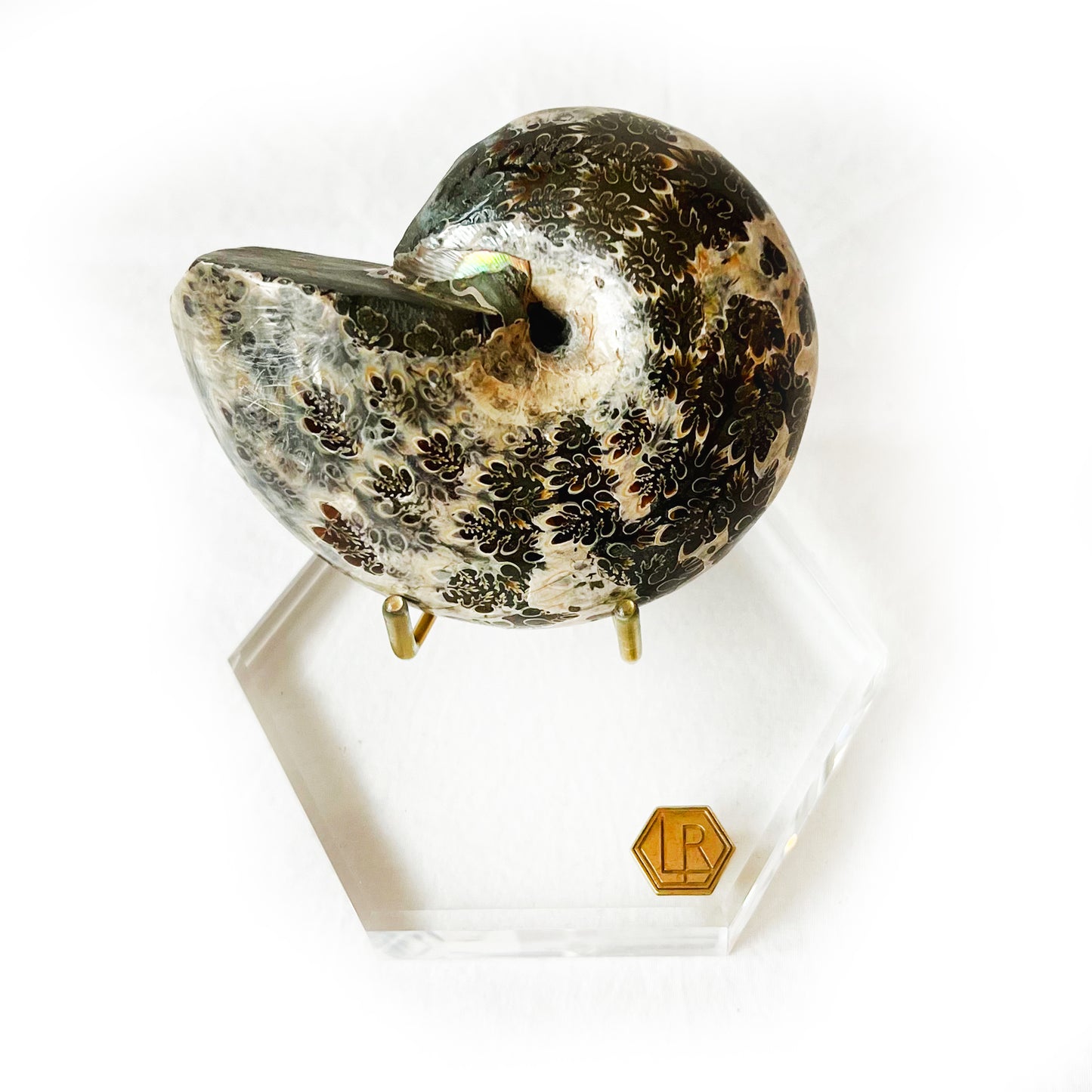 LuxeRox Opalized/Rainbow Ammonite Fossil